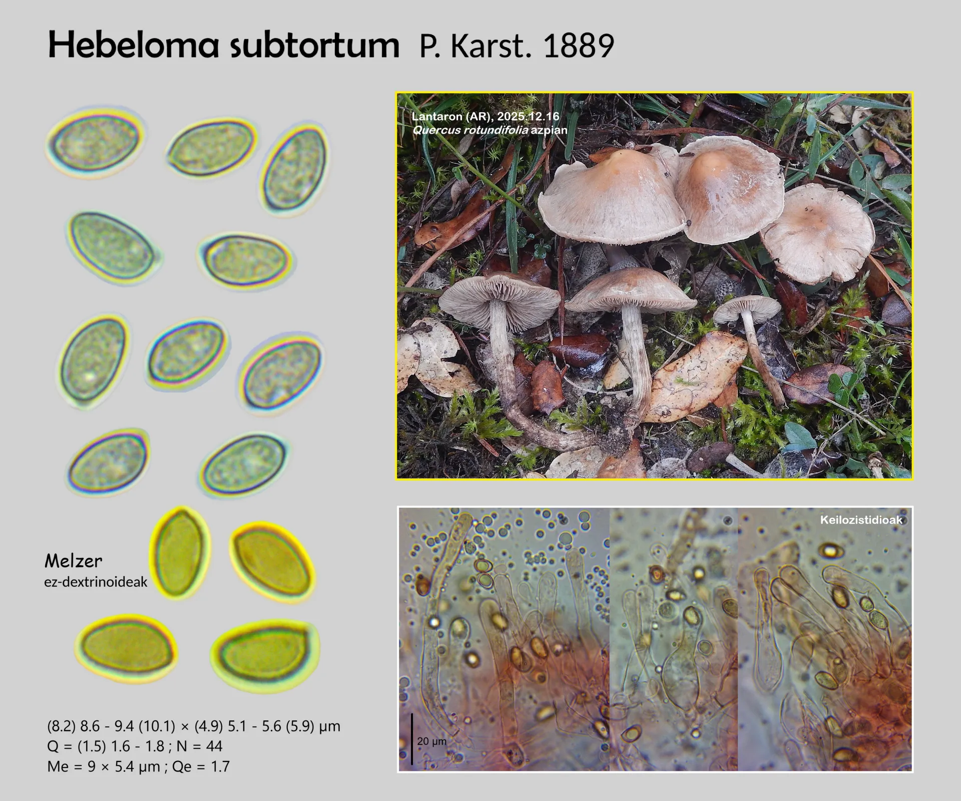 Microscopía de Hebeloma subtortum